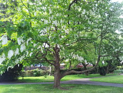 Day 152 - 1 June - Handkerchief Tree in Priory Park