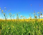 21 May - Buttercups