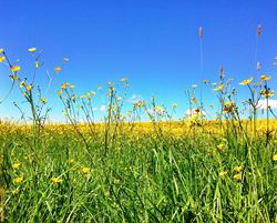 21 May - Buttercups - 