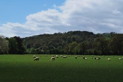 Day 133 - 13 May - Sheep grazing near Colwall