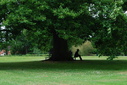 Day 165 - 14 June - Oak Tree in Hanley Swan