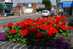 Day 198 - 17 July - Malvern Link Flowers Summer 2013