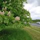 Day 144 - 24 May - Malvern Worcester Road A449 Springtime horse chestnut trees sunny