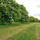 Day 144 - 24 May - Malvern Worcester Road A449 Springtime horse chestnut trees sunny