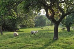 Day 267 - 24 September - Colwall Orchard