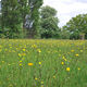 Day 144 - 24 May - Malvern Worcester A449 Road meadow Newland buttercups