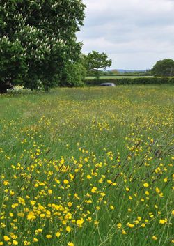 Day 144 - 24 May - Malvern Worcester Road A449 Springtime buttercups wild flowers horse chestnut trees sunny