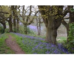 28 April - West Malvern Bluebells