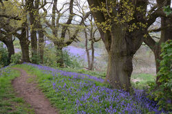 28 April - West Malvern Bluebells - 