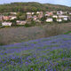 28 April - West Malvern Bluebells - 