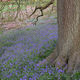 28 April - West Malvern Bluebells - 