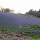 28 April - West Malvern Bluebells - 