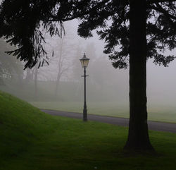 29 April - Morning Fog - 