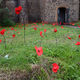 2 May - Well Dressing - 