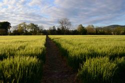 14 May - Barley Field - 