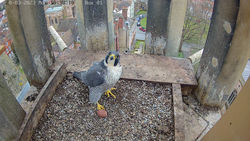 Cathedral Peregrines - All About Magazines