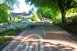 Day 153 - 2 June - Malvern Hills sheep grazing herding West Malvern Brockhill Road spring morning