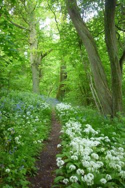 Day 156 - 5 June - Woodland Path, Malvern Hills