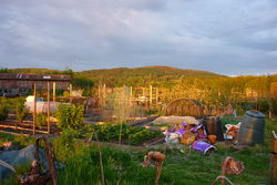 Day 158 - 7 June - Colwall Allotments