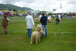 Day 167 - 16 June - Royal Three Counties Show 2013