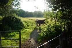 Day 172 - 21 June - Sunshine and cows Malvern summer