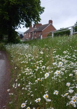 Day 179 - 28 June - Wild Flowers Colwall Summer 2013