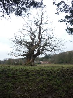 Day 32 - 1 February - Winter Tree