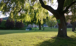 Day 142 - 22 May - Malvern College Spring Evening sunshine Cricket Pitch